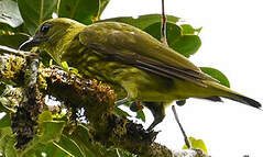 Araponga tricaronculé