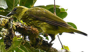Araponga tricaronculé