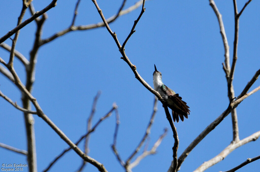 White-chested Emerald