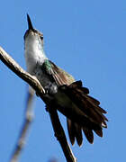 White-chested Emerald