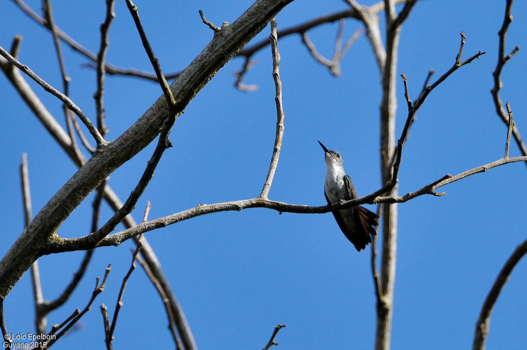 White-chested Emerald