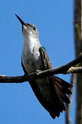 White-chested Emerald