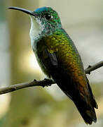 White-chested Emerald