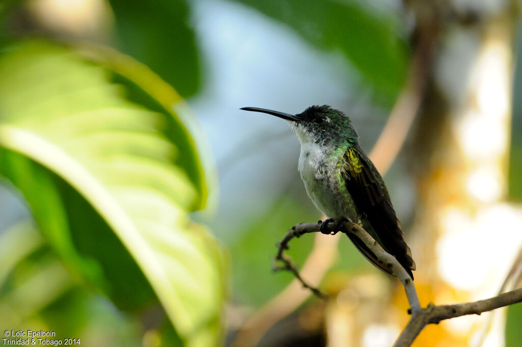 White-chested Emerald