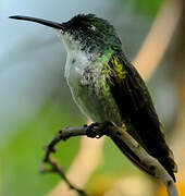 White-chested Emerald