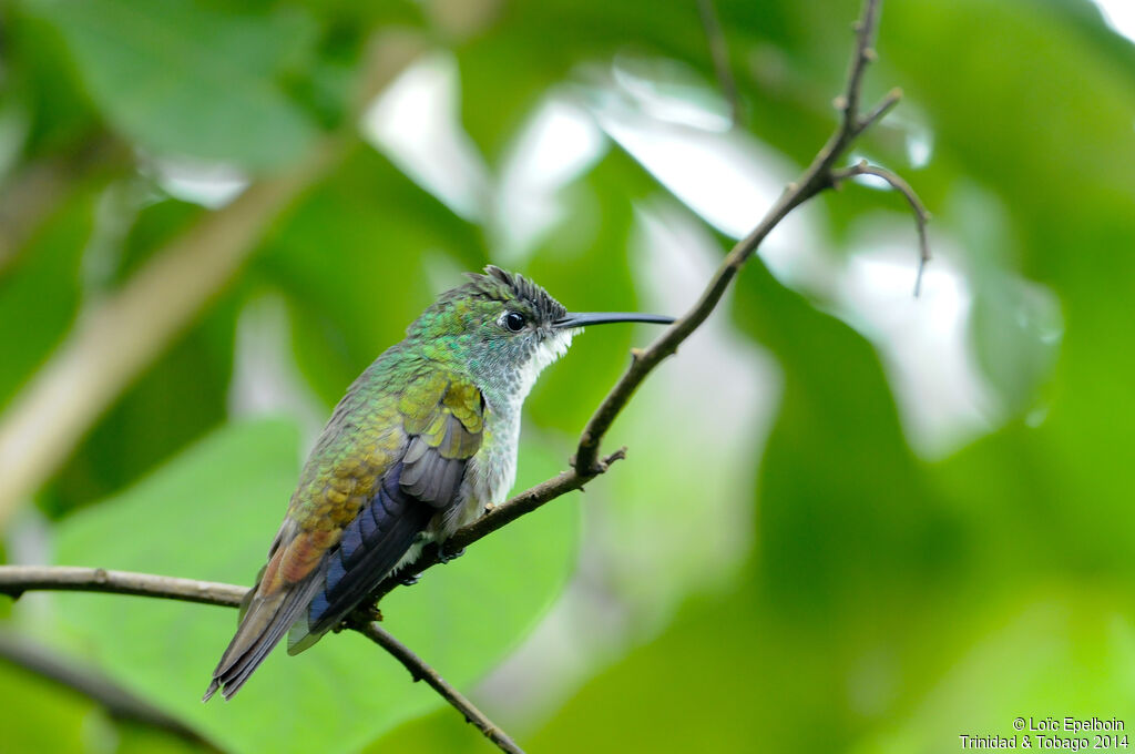 White-chested Emerald