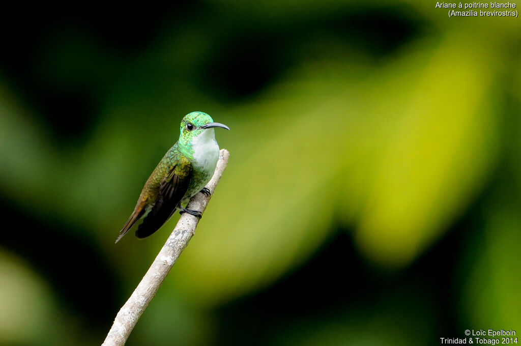 White-chested Emerald