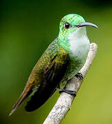 White-chested Emerald