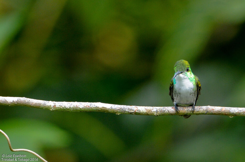 White-chested Emerald