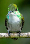 White-chested Emerald