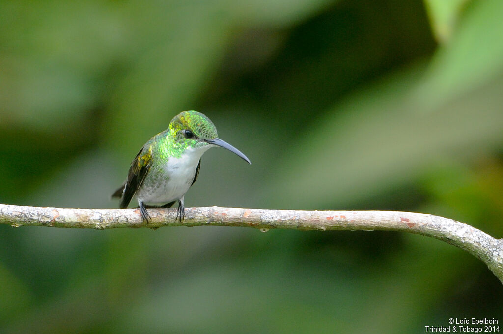 White-chested Emerald