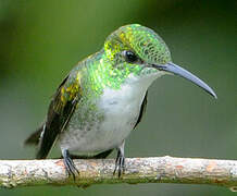 White-chested Emerald