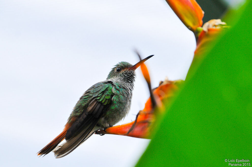 Rufous-tailed Hummingbird