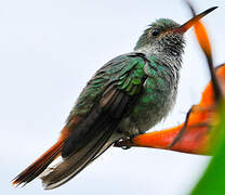 Rufous-tailed Hummingbird