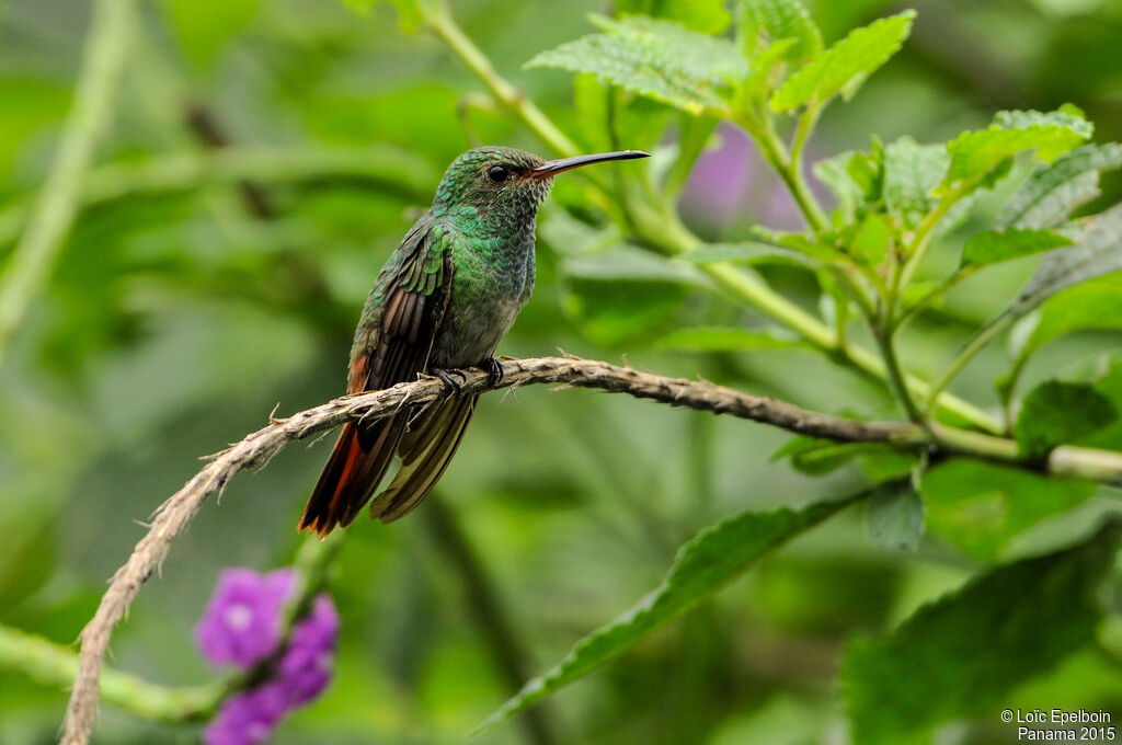 Rufous-tailed Hummingbird