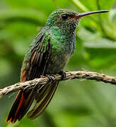 Rufous-tailed Hummingbird