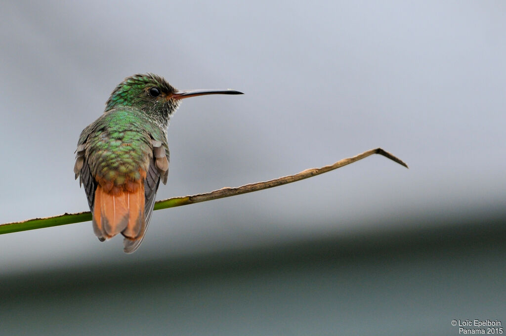 Rufous-tailed Hummingbird