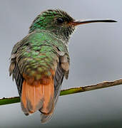 Rufous-tailed Hummingbird