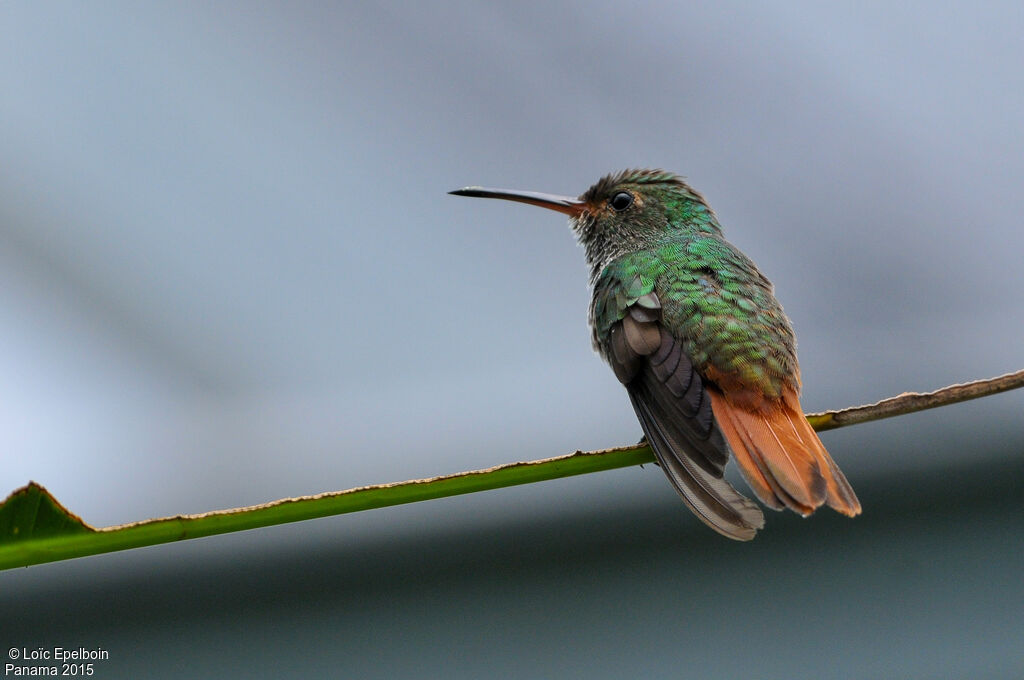 Rufous-tailed Hummingbird