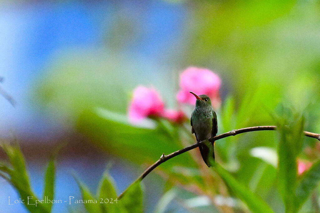 Rufous-tailed Hummingbird