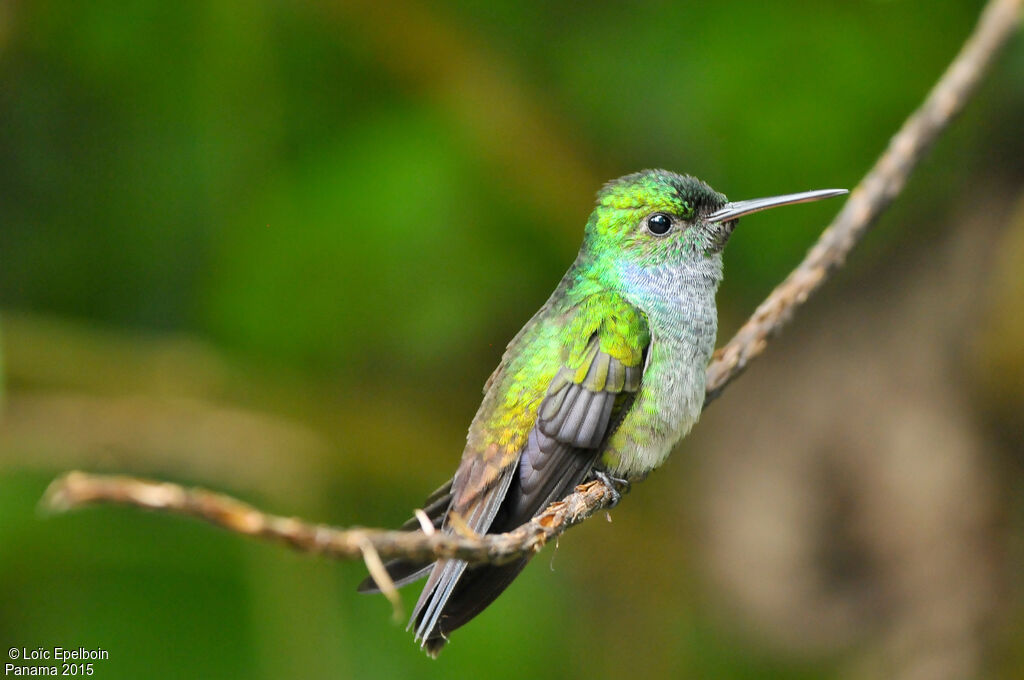 Blue-chested Hummingbird