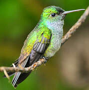 Blue-chested Hummingbird