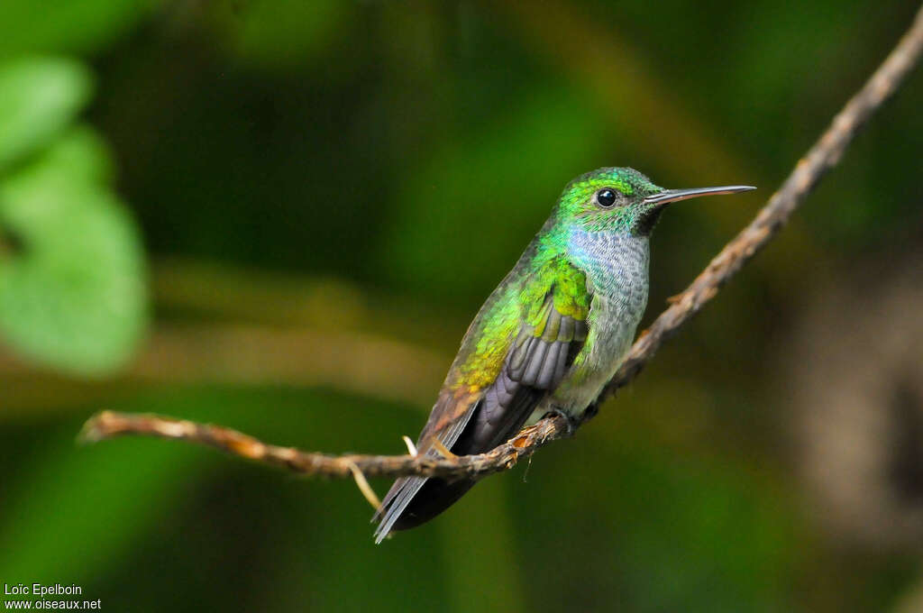 Blue-chested Hummingbird, identification