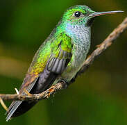 Blue-chested Hummingbird