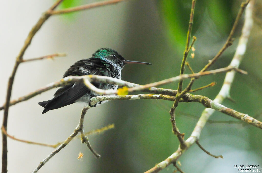 Blue-chested Hummingbird