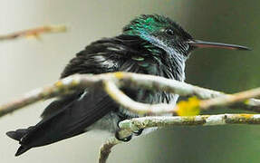 Blue-chested Hummingbird