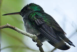 Blue-chested Hummingbird