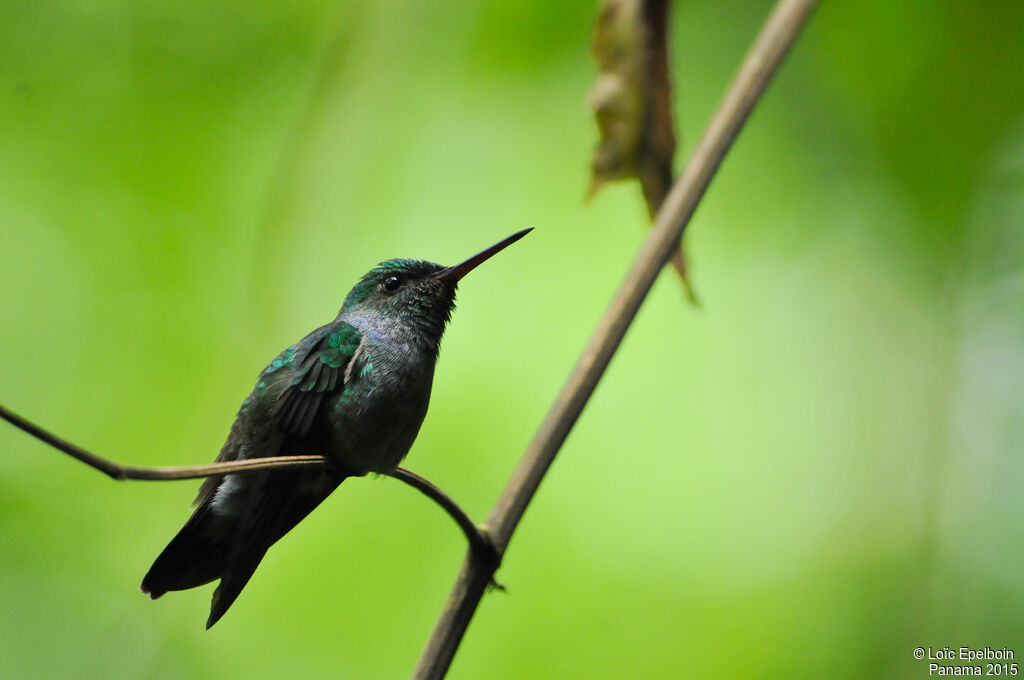 Blue-chested Hummingbird