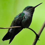 Blue-chested Hummingbird