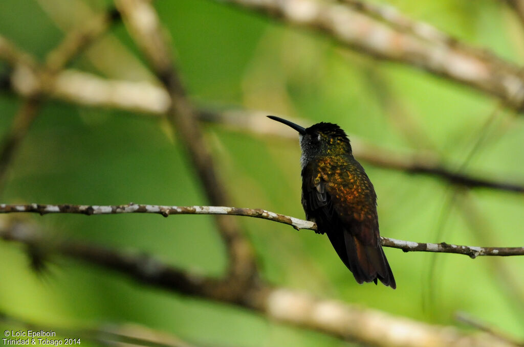 Copper-rumped Hummingbird