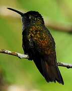 Copper-rumped Hummingbird