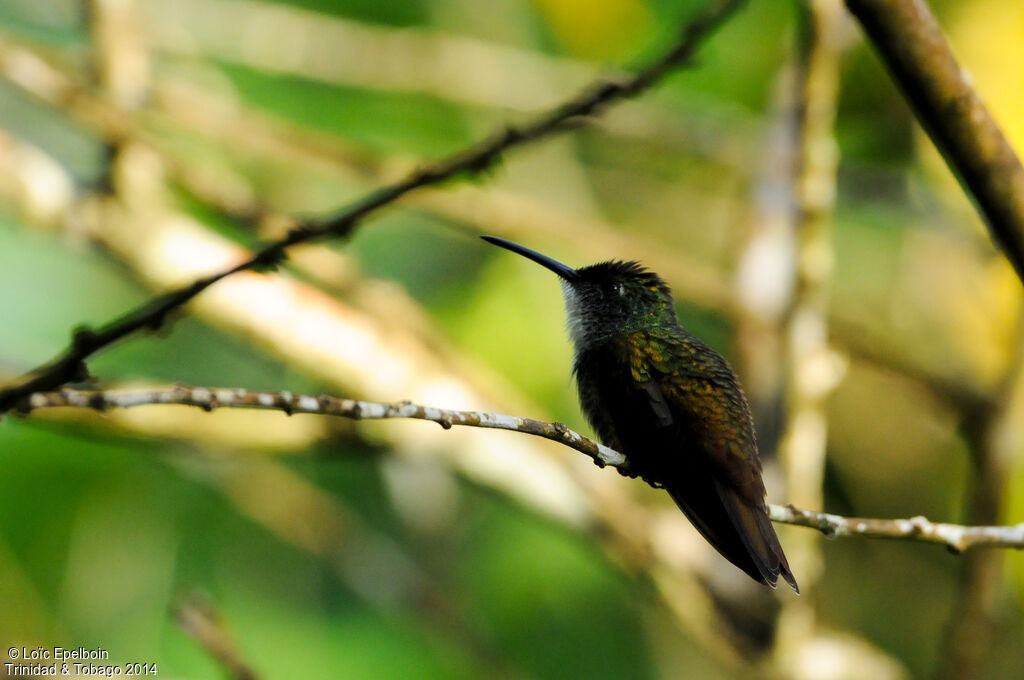 Copper-rumped Hummingbird