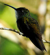 Copper-rumped Hummingbird