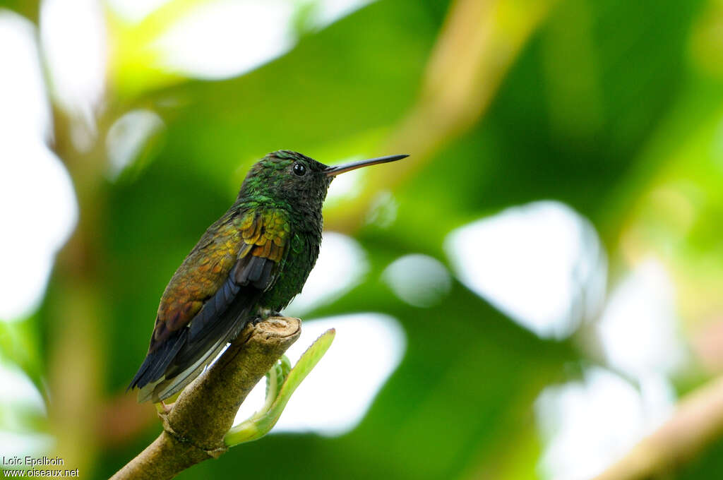 Copper-rumped Hummingbirdadult, identification