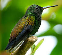 Copper-rumped Hummingbird