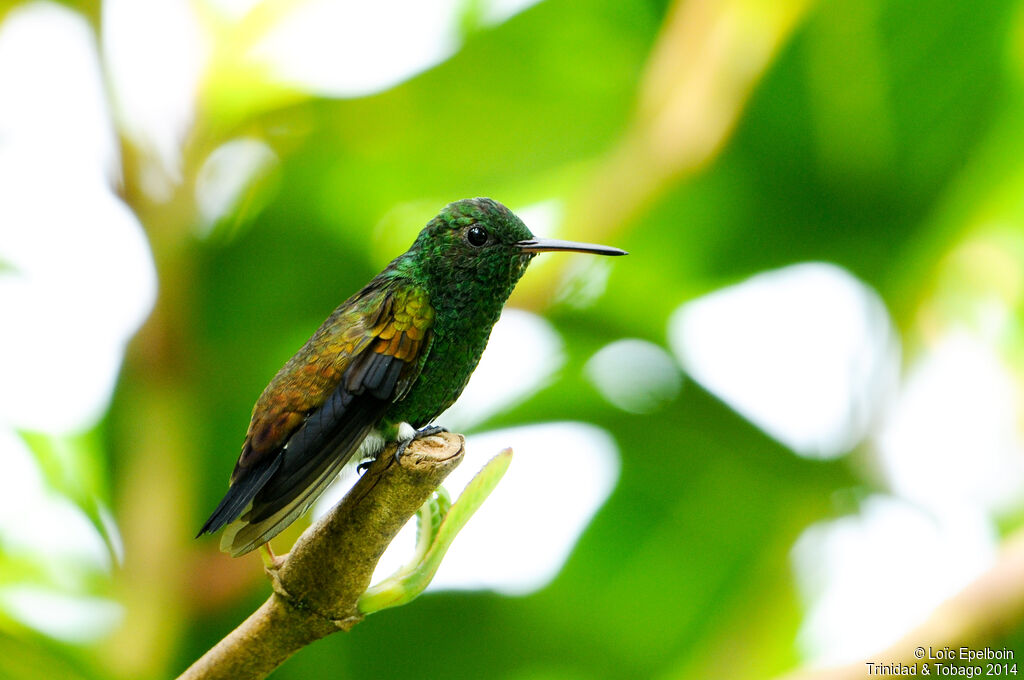 Copper-rumped Hummingbird