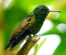 Copper-rumped Hummingbird