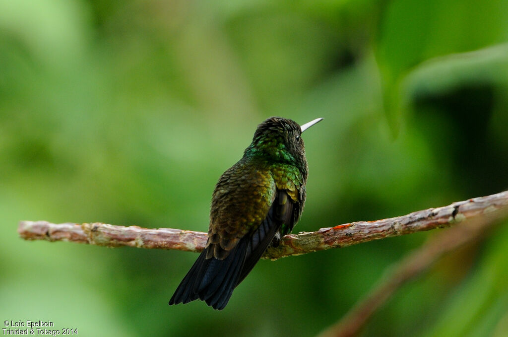 Copper-rumped Hummingbird