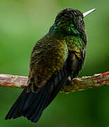 Copper-rumped Hummingbird