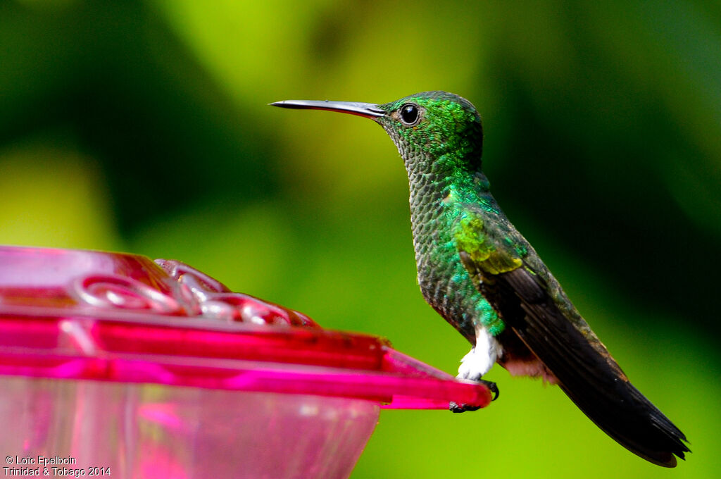 Copper-rumped Hummingbird