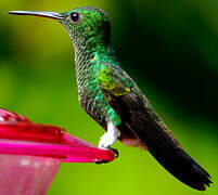 Copper-rumped Hummingbird