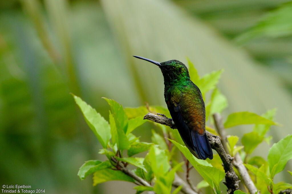 Copper-rumped Hummingbird