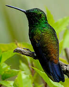 Copper-rumped Hummingbird