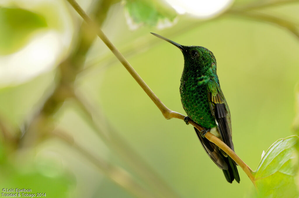 Copper-rumped Hummingbird