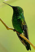 Copper-rumped Hummingbird