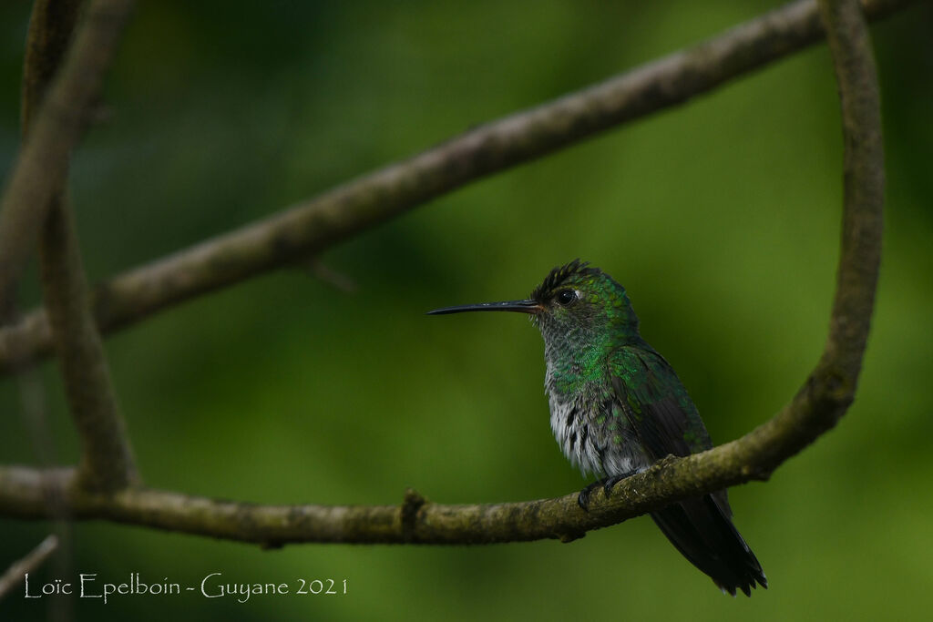 Glittering-throated Emerald